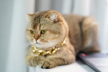 Stylish cat with golden chain rests on surface, showcasing its unique fur and captivating eyes....