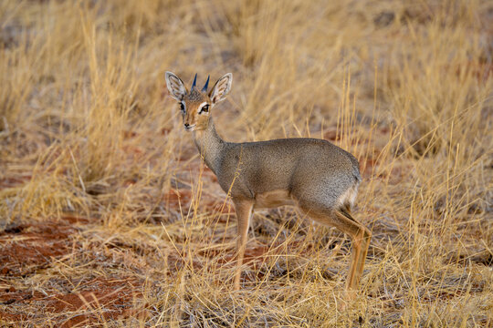 Dik dik de Kirk, Madoqua kirki,