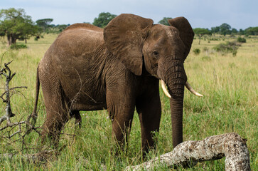 Fototapeta premium Eléphant d'Afrique