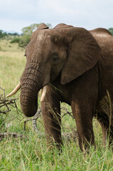 Fototapeta premium Eléphant d'Afrique