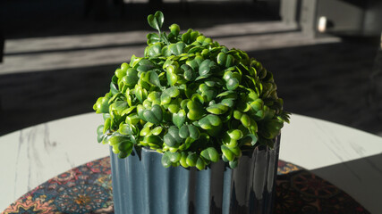 Sunlight falls on a plant in a pot in close-up. The plant with many small leaves is illuminated by the sun and stands on the table.