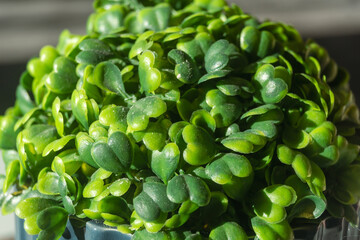 A bunch of small green leaves illuminated by the sun in close-up. A plant with a bunch of small leaves
