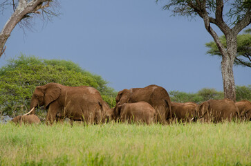 El&eacute;phant d'Afrique