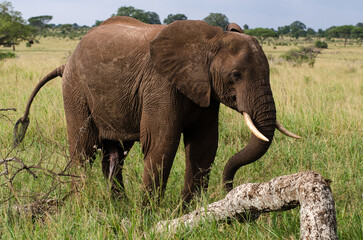 El&eacute;phant d'Afrique