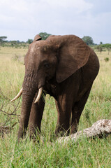 El&eacute;phant d'Afrique