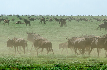 Gnou &agrave; queue noire