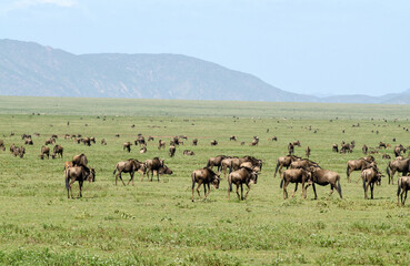 Gnou &agrave; queue noire