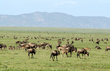 Gnou &agrave; queue noire