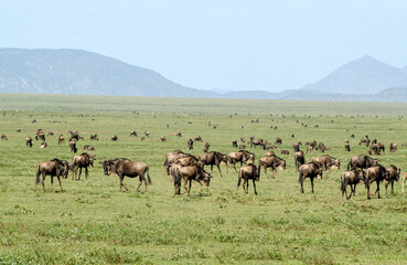 Gnou &agrave; queue noire