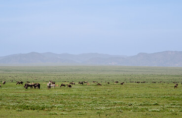 Gnou &agrave; queue noire