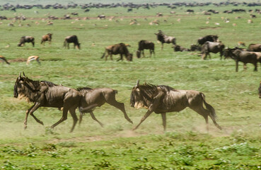 Gnou &agrave; queue noire