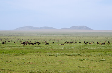 Gnou &agrave; queue noire