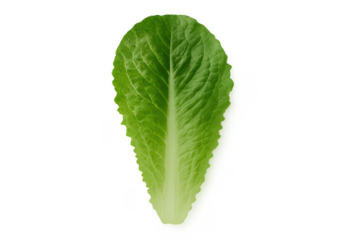 Fresh green romaine lettuce leaf with transparent background