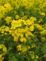 A close-up view of bright yellow flowers in full bloom, set against a lush green foliage background, all on a transparent background.