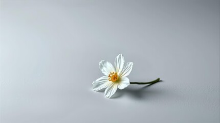 White flower on grey background for Valentine editorial and article covers