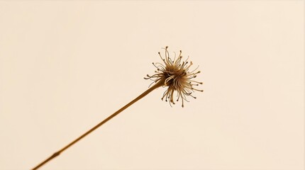 Minimal dried flower scene for Valentine lifestyle and editorial design