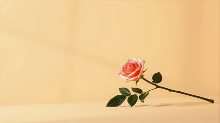One rose stem on neutral background for Valentine digital advertising use