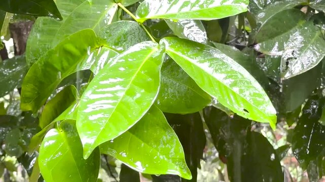 Fresh Rainfall on Green Wax Apple, Java apple, rose-apple or Jambu Leaves on rainy day