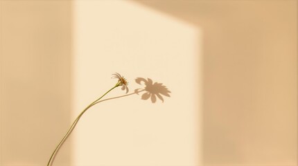 Flower shadow background for Valentine editorial and modern marketing design