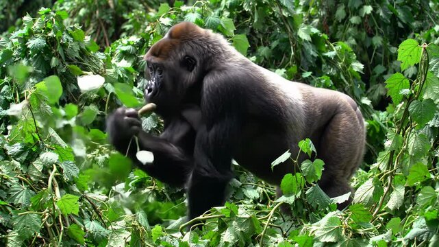 Adult gorilla amidst lush green foliage, ape climbing in the jungle environment.