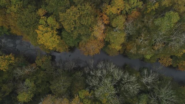 green hills and forest aerial fogg