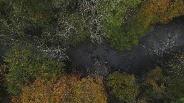 green hills and forest aerial fogg