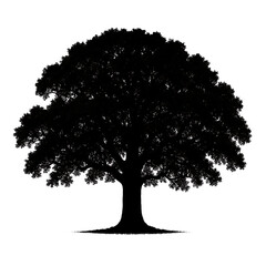 Fototapeta premium Vector silhouette of a single tree isolated on white background