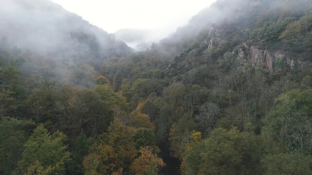 green hills and forest aerial fogg
