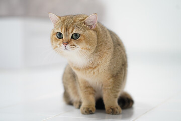 Fluffy cat with large, expressive eyes sits gracefully on white tiled floor, showcasing its soft...