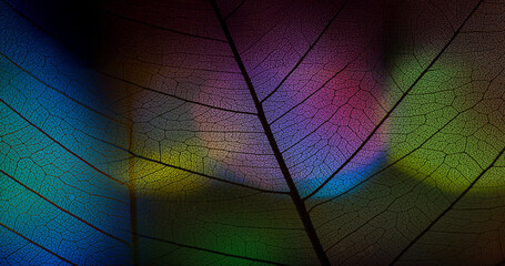 leaf texture and colored background - art photo