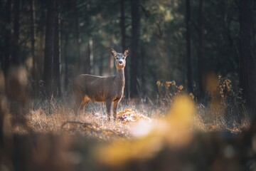 Explore tranquil forest landscapes, where a solitary deer gracefully stands amid sun-dappled trees, embodying serene wildlife beauty.