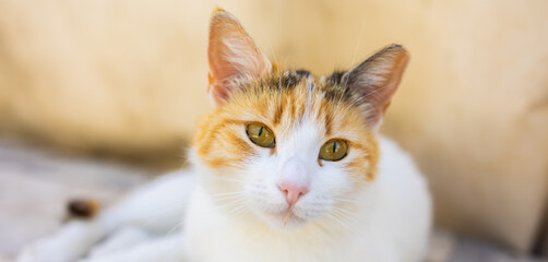 Close-up of calico cat resting on stone surface in soft natural light, banner. Domestic pet, calm expression, and peaceful outdoor moment.