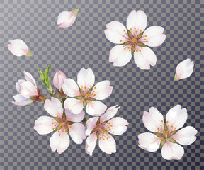Almond flowers on transparent background. Cherry blossom set with delicate petals isolated. Beautiful salura flowers, branch with pink buds. Elegant spring design realistic floral elements.