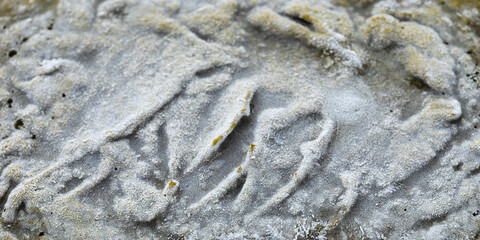 Frozen puree of cooked white mustard greens, covered with frost while defrosting. Main ingredient for sarson ka saag - traditional dish from Penjab. Food background texture. 