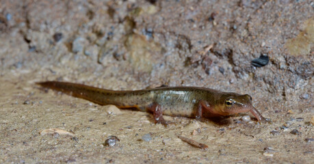 Portuguese smooth newt - female // Portugiesischer Teichmolch - Weibchen (Lissotriton maltzani) - Carrapateira, Portugal