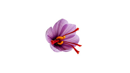 Saffron pistil displayed against an exclusive white background cut out on PNG. AI GENERATED.