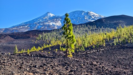 Volcano Pico de Teide under snow in dramatic landscape with beautiful pine trees in Tenerife
