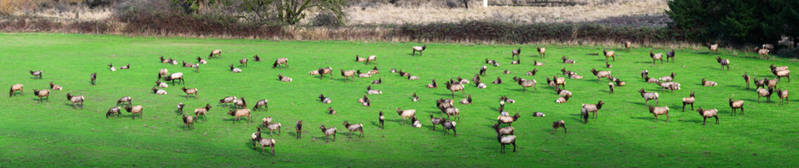 North American elk herd wapiti grazing and relaxing in farm field in panorama