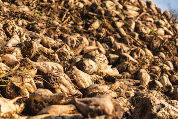 close-up of sugar beets lying in a field after the autumn harvest
