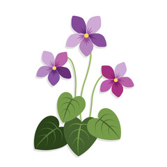 Purple violet flowers with green heart-shaped leaves on white background. Spring blooming wild flower bunch for nature design. Minimalist flat vector style floral element.