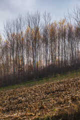 autumn landscape with an empty field after the corn harvest