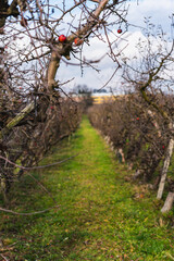 empty autumn orchard with leafless trees growing in a row