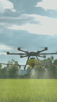 Agriculture drone flying over green rice paddy field spraying water, pesticides, fertilizers, chemicals and other inputs liquid, smart farming technology
