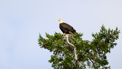 Mature bald eagle perched on top of fir tree in profile