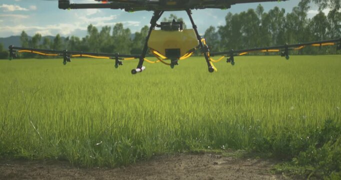 Agriculture drone taking off and flying over green rice paddy field start spraying water, pesticides, fertilizers, chemicals and other inputs liquid, smart farming technology.