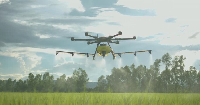 Agriculture drone flying over green rice paddy field spraying water, pesticides, fertilizers, chemicals and other inputs liquid, smart farming technology