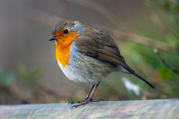 Fluffy Robin Redbreast perched on a wooden rail