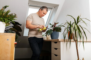 Man cleaning philodendron leaves for indoor plant care hobby © Elena Medoks