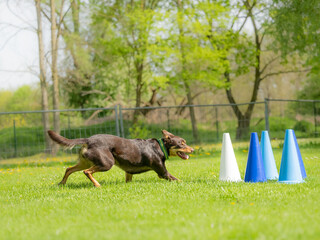 active kelpie herding dog in fast dog sport training circling with cones
