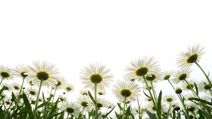 Fototapeta premium A field of white daisies with green stems and leaves on a bright sunny day